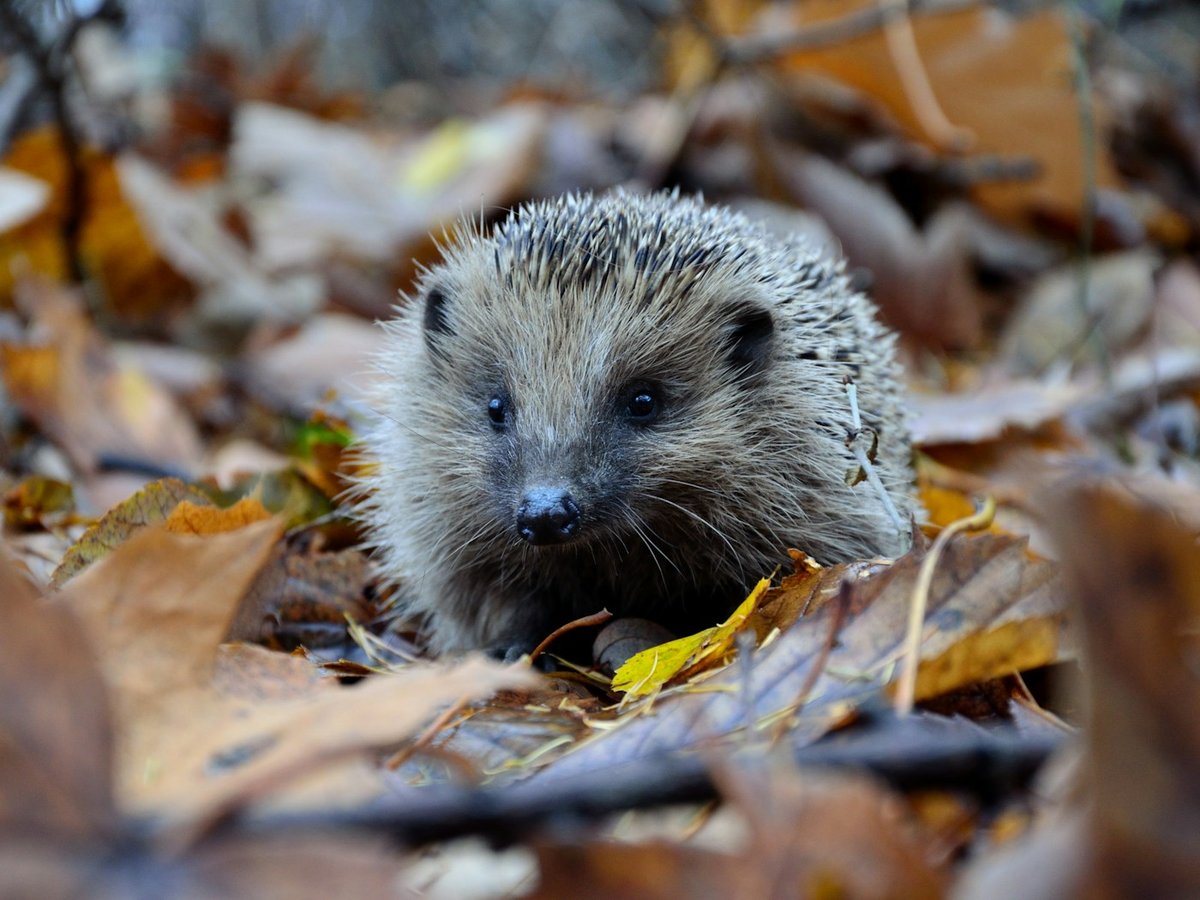 Hedgehog exploring leaves on a woodland floor