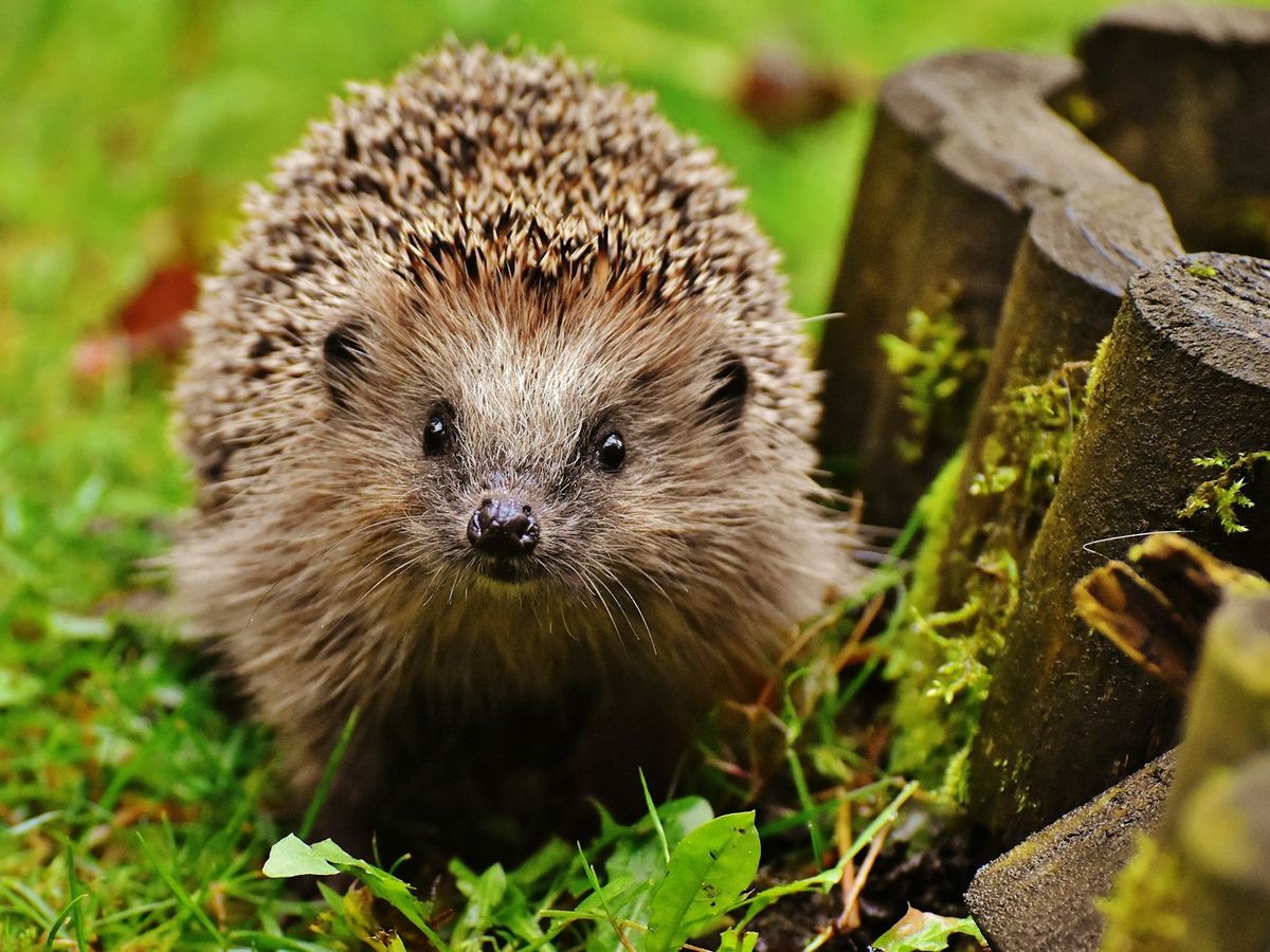 Hedgehog facing the camera on a mossy forest floor
