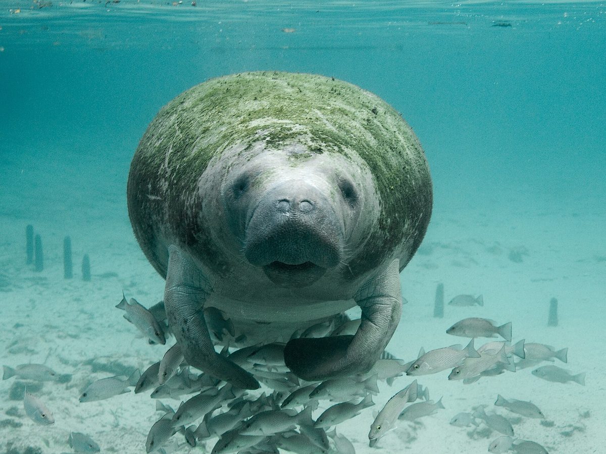Florida manatee swimming beneath the surface