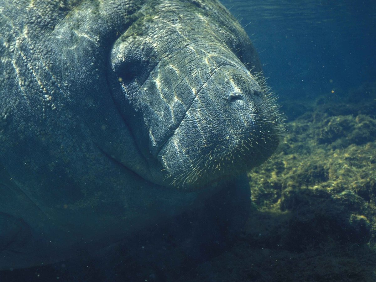Manatee gliding through blue water