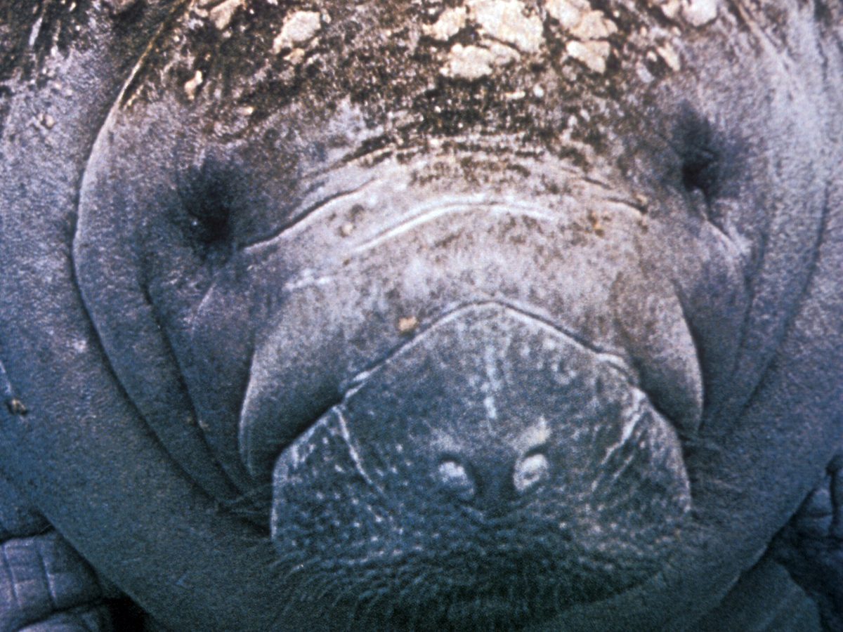 Close-up of a manatee swimming underwater