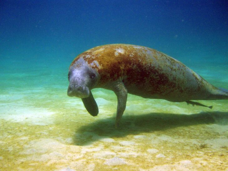 315 Manatee Puns That Float Above the Rest