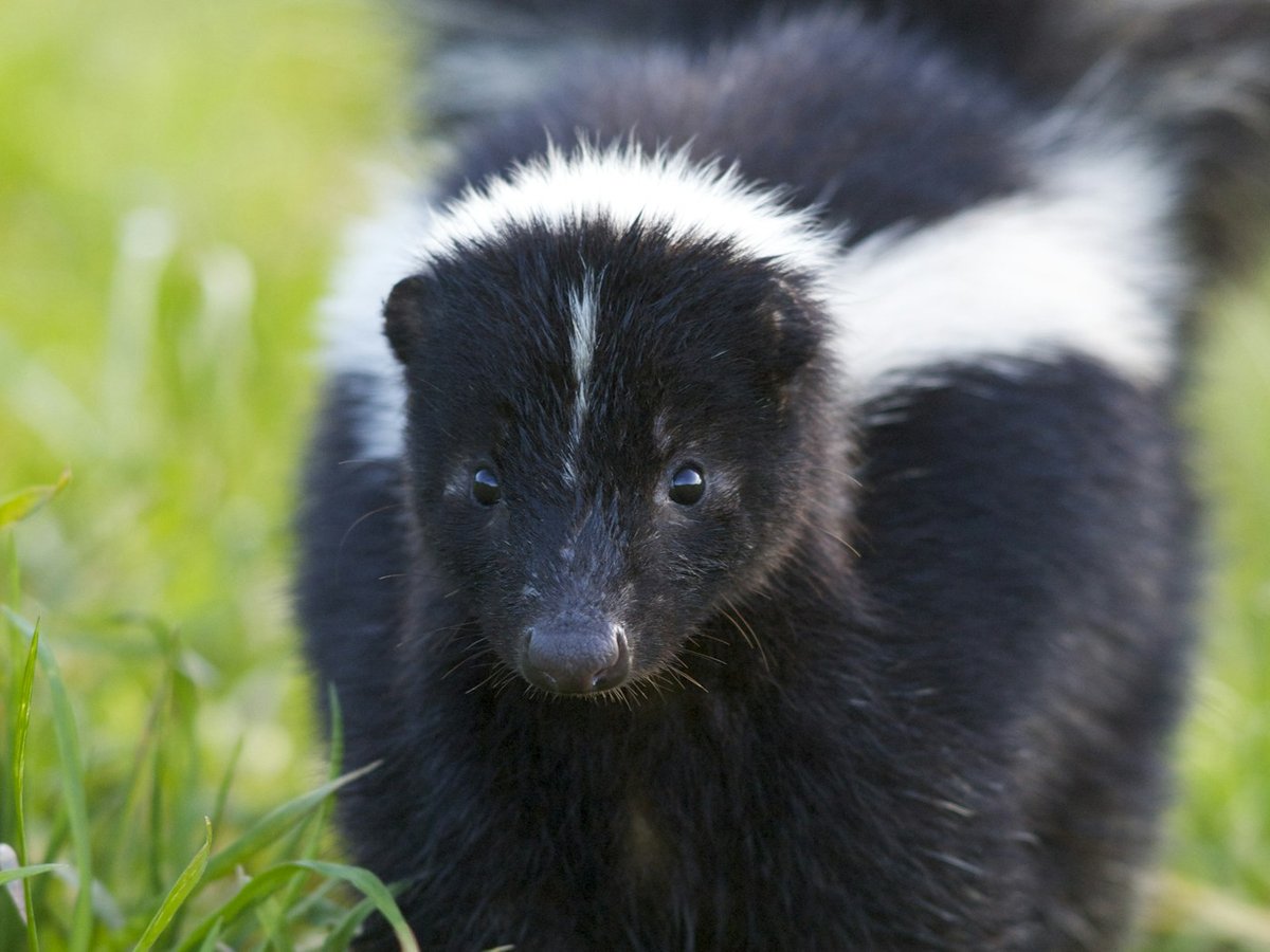 Close-up portrait of a black-and-white striped skunk