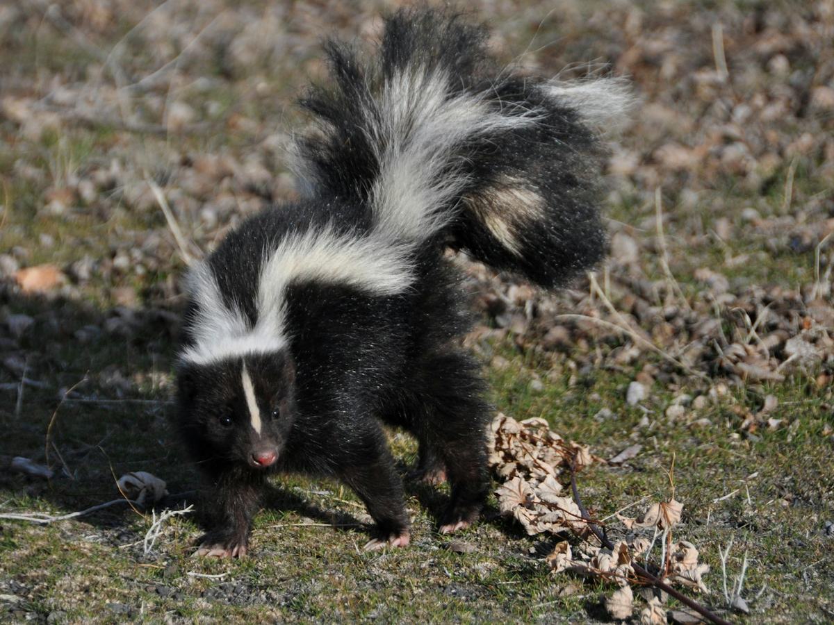 Striped skunk walking across leaves and grass