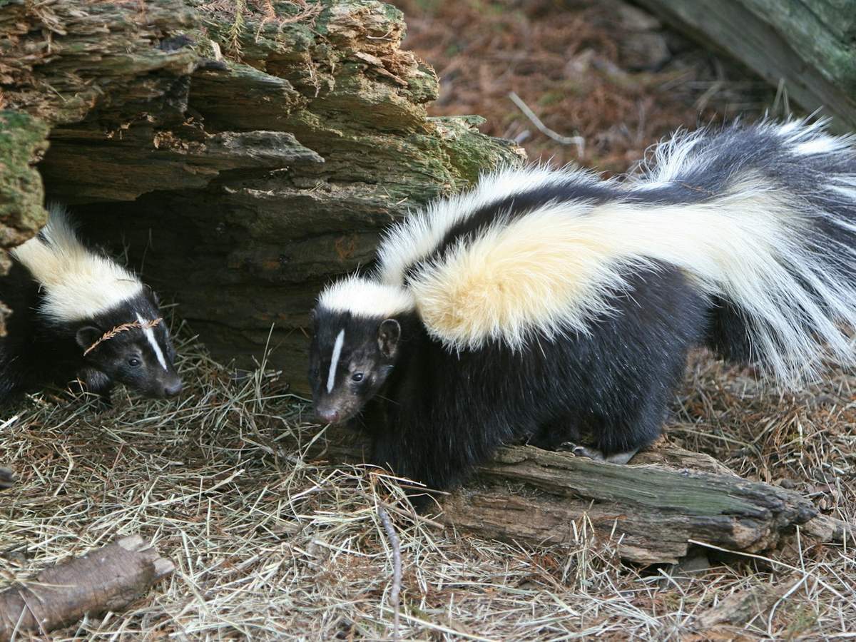 Skunk standing beside a hollow log in its habitat
