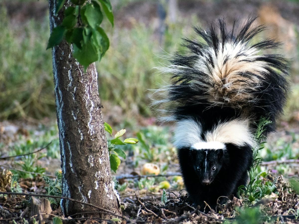 Striped skunk facing forward with its bushy tail raised