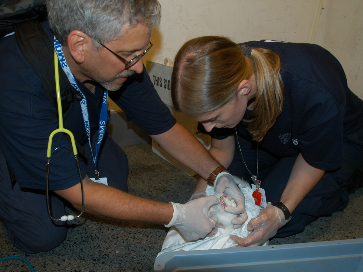Two veterinarians examining a rescued cat wrapped in a towel