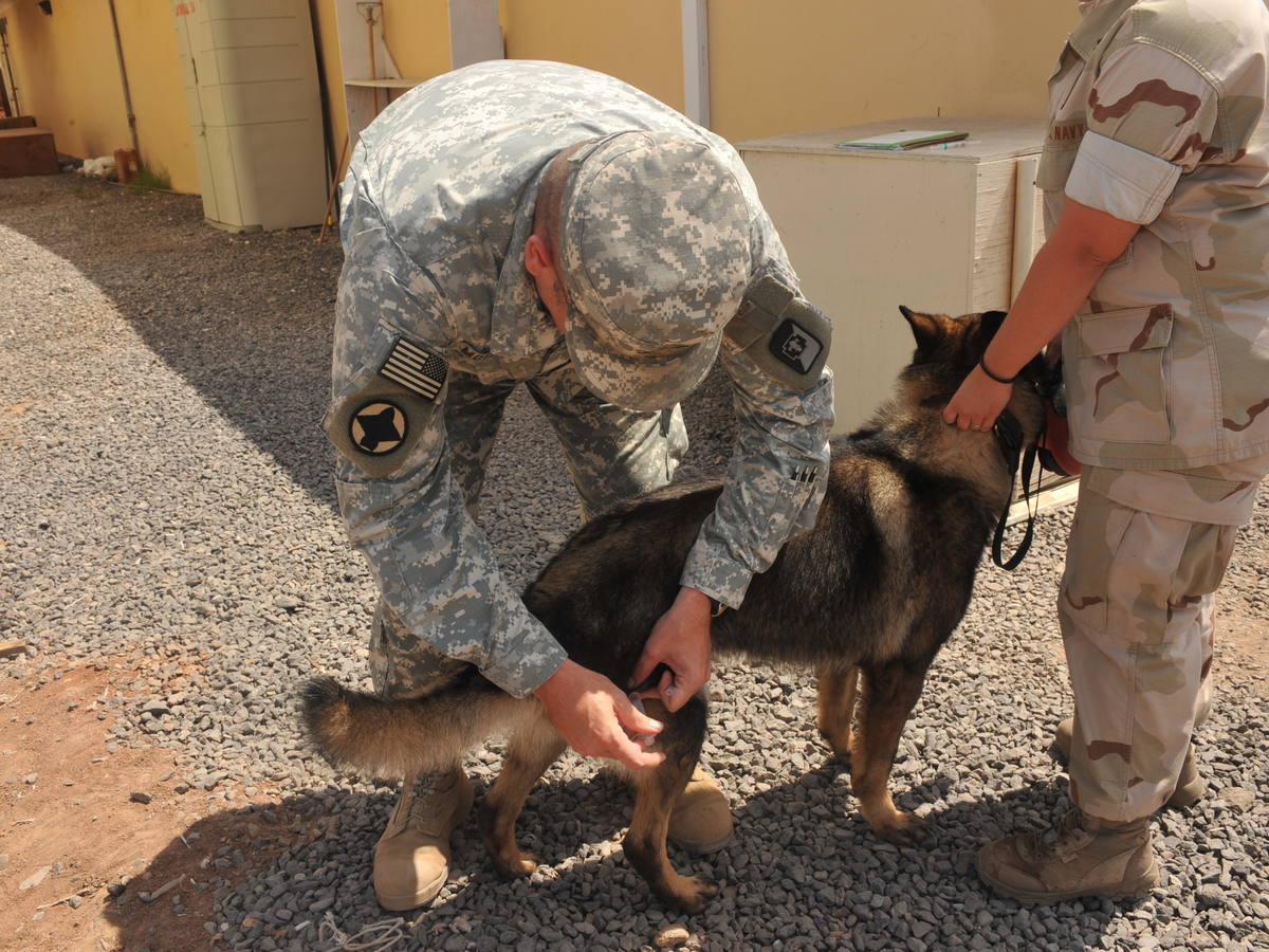 Veterinarian administering treatment to a military working dog