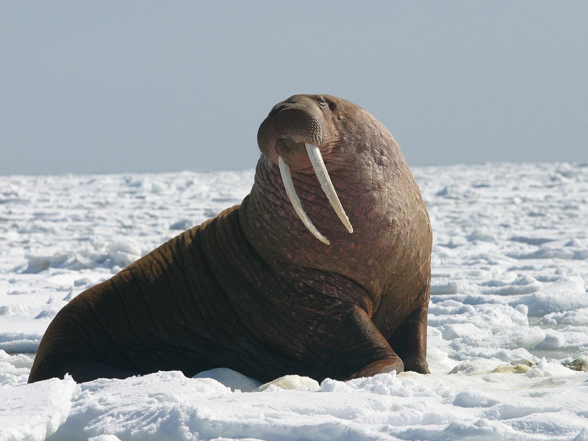 Large Pacific bull walrus resting by the water