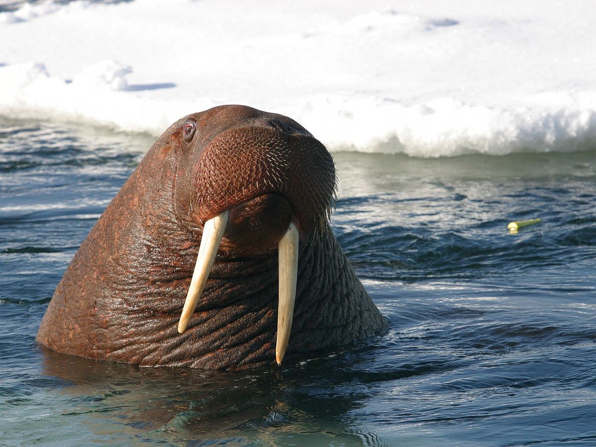 Close-up of a young bull walrus in the water