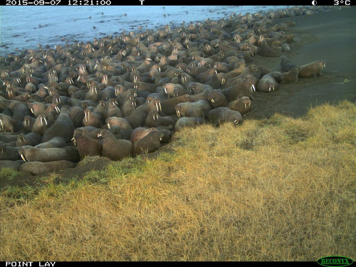 Group of Pacific walruses resting on a rocky shore