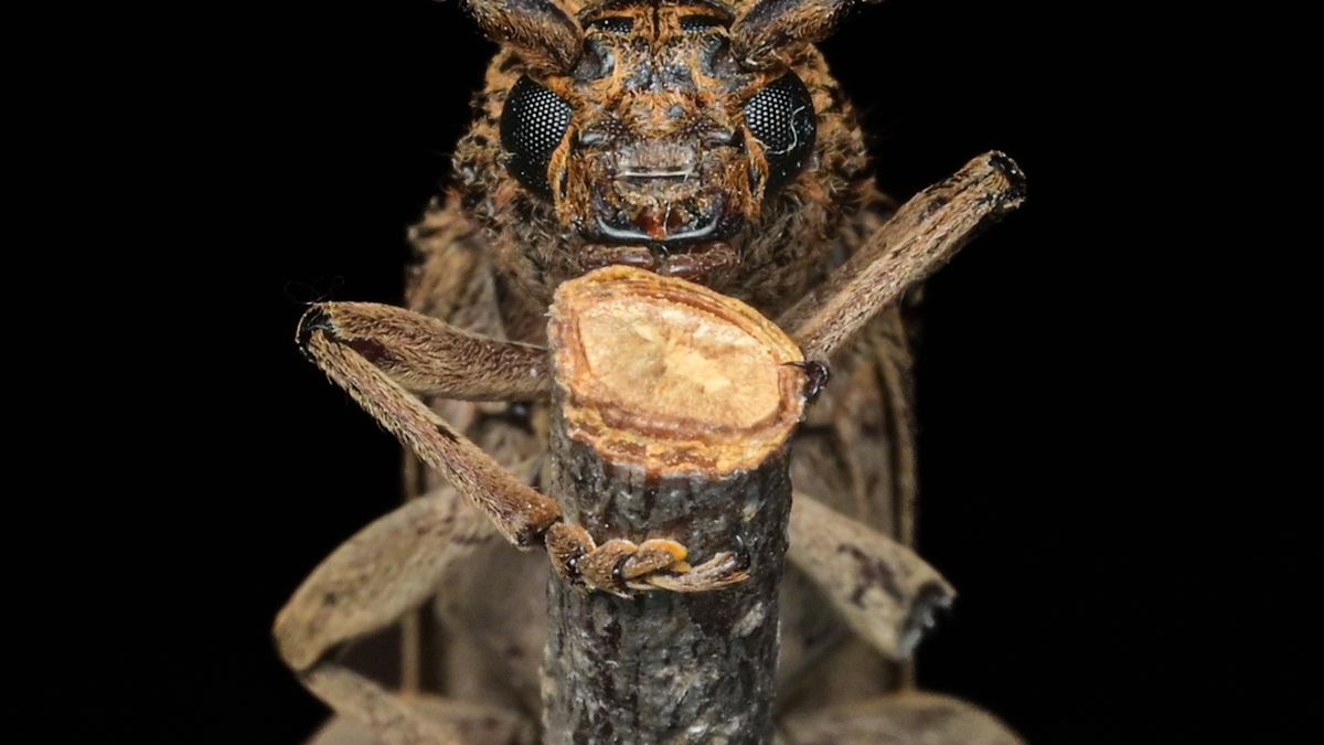Macro view of a beetle perched on a branch