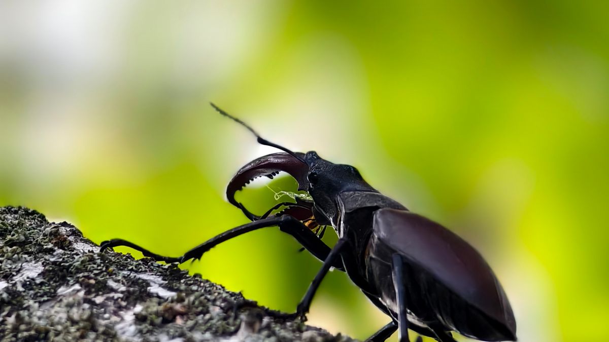 Stag beetle resting on tree bark