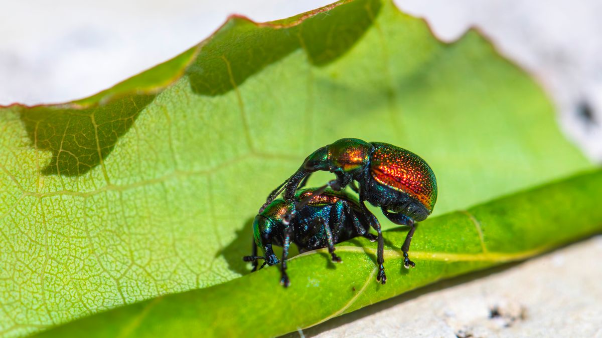 Colorful beetles gathered on a green leaf