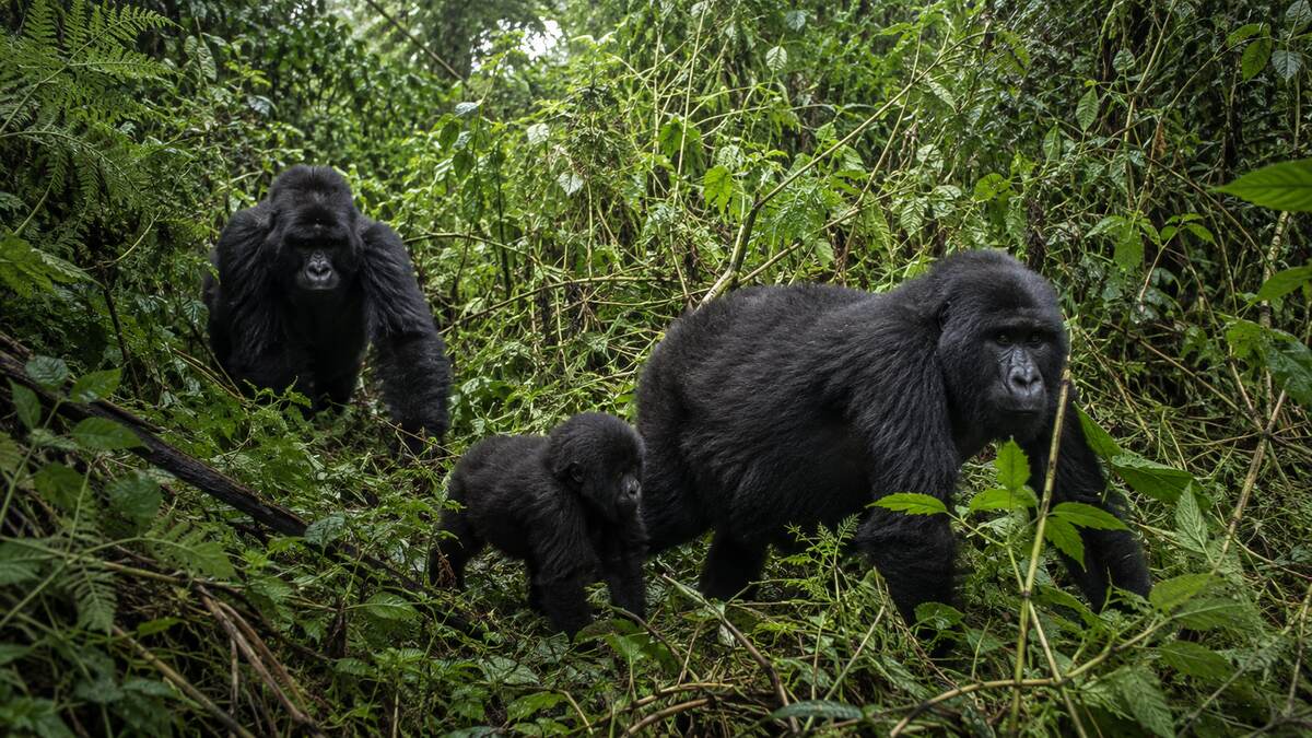 Mountain gorilla family group moving through dense forest