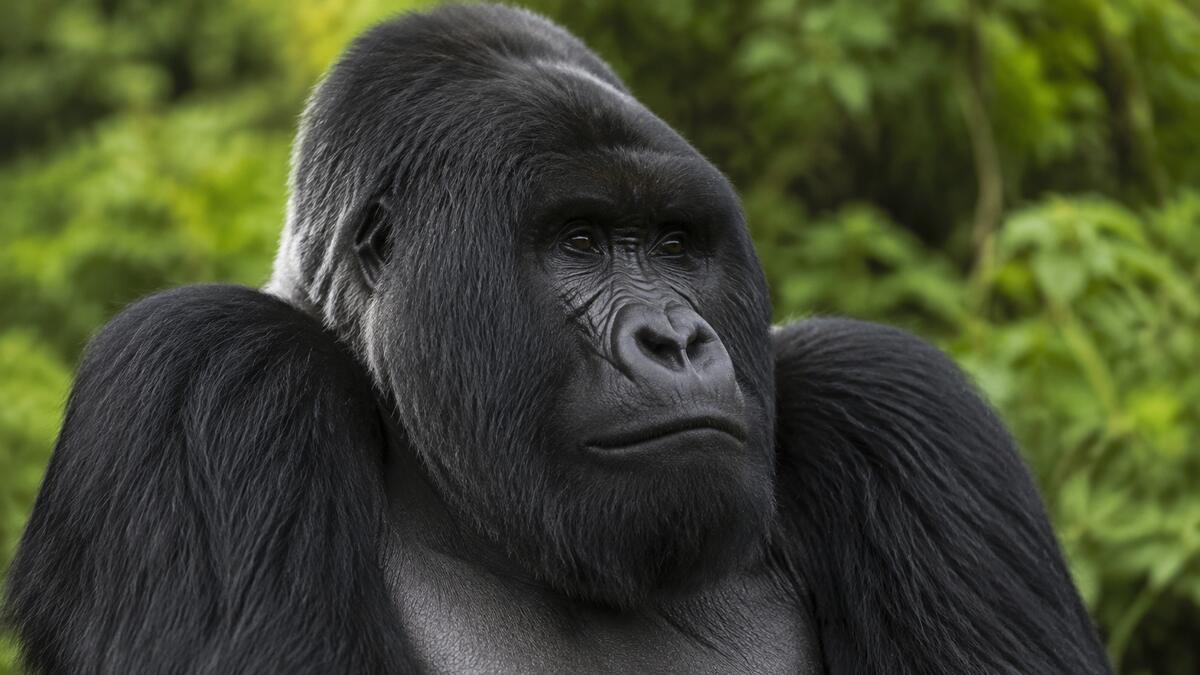 Close portrait of an adult mountain gorilla silverback