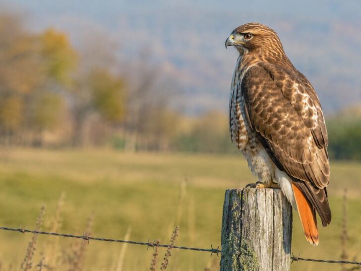 315 Hawk Puns With a Sharp Eye for Humor