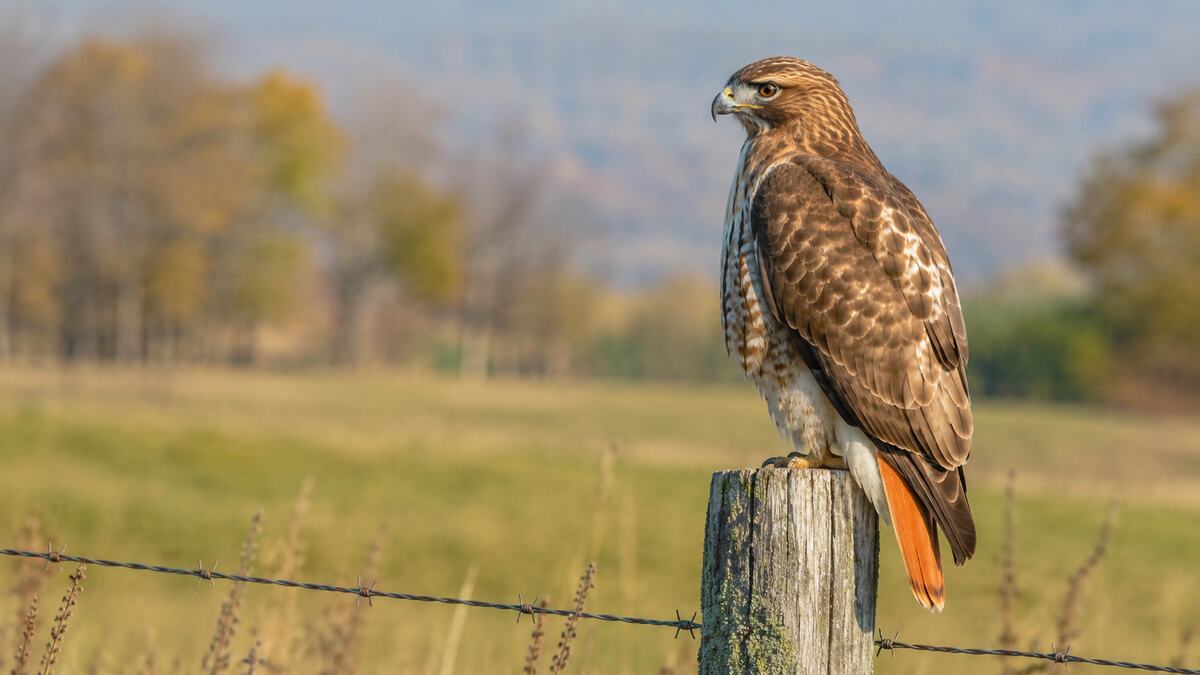 Adult red-tailed hawk perched on a fence post in a meadow
