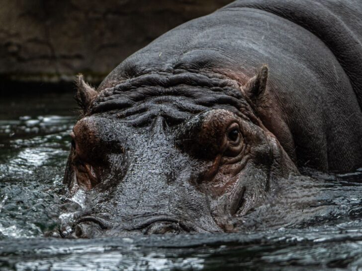 315 Hippopotamus Puns That Are Hippo-thetically Hilarious