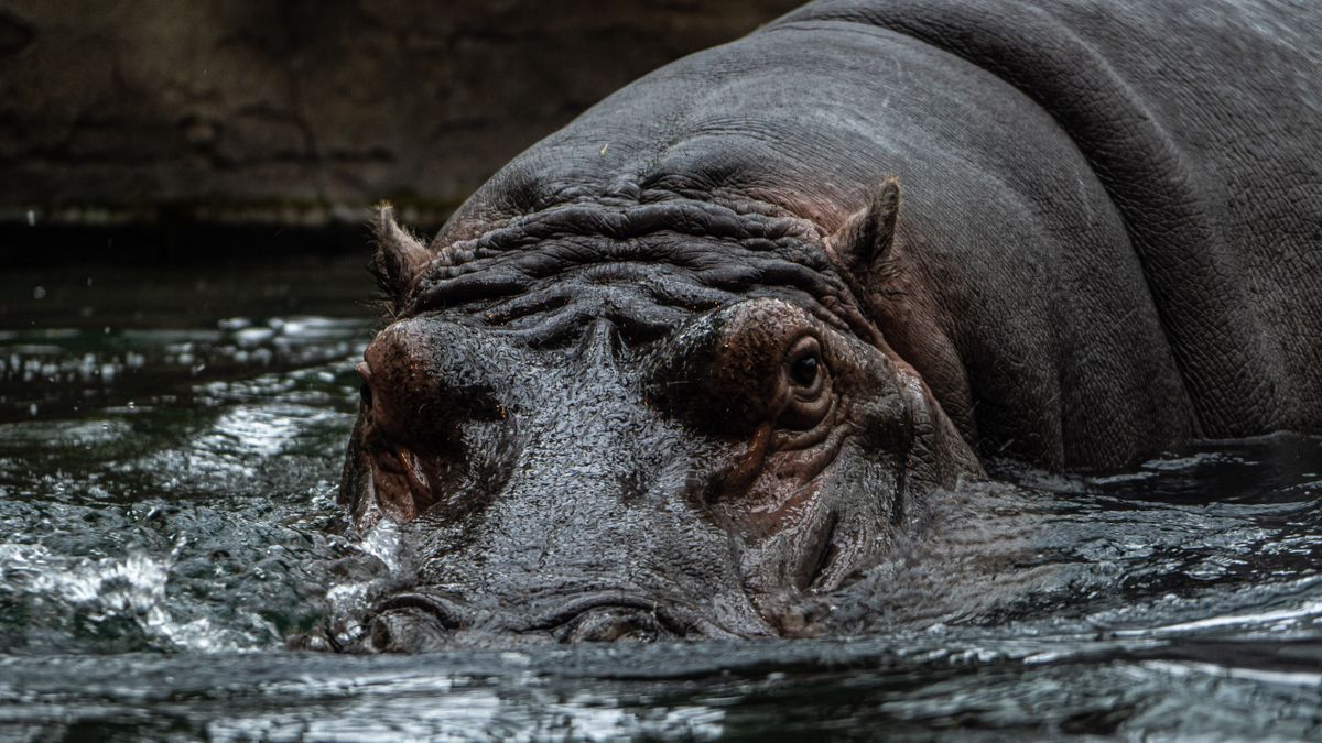 Hippopotamus peering above the water