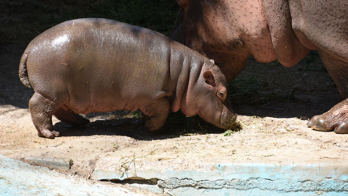 Mother hippopotamus nuzzling her calf