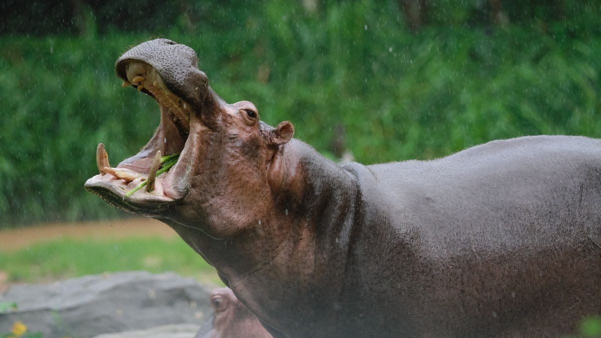 Hippopotamus yawning with its mouth open