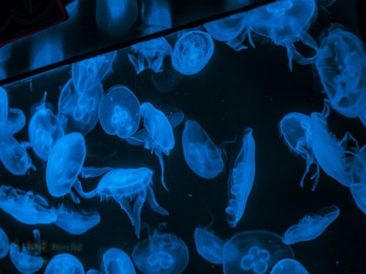 315 Jellyfish Puns That Bring the Sting