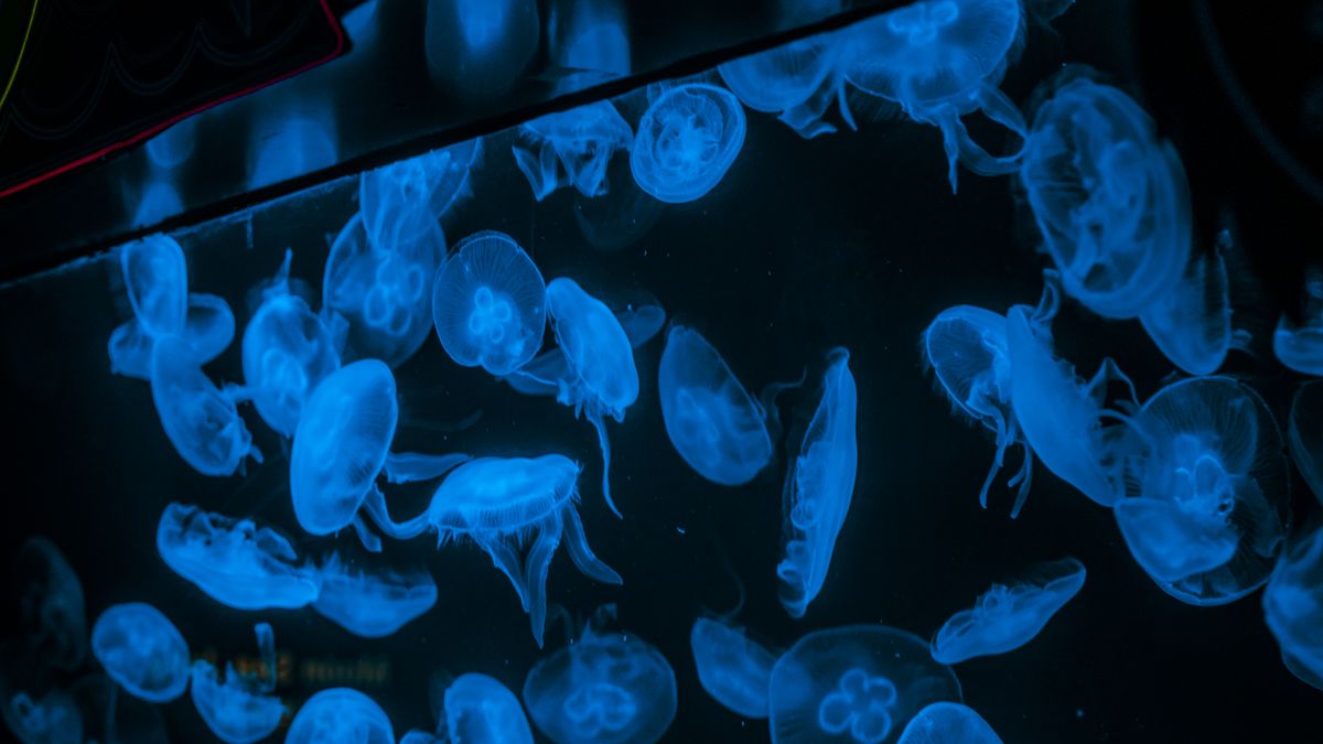 Blue jellyfish glowing in a dark aquarium