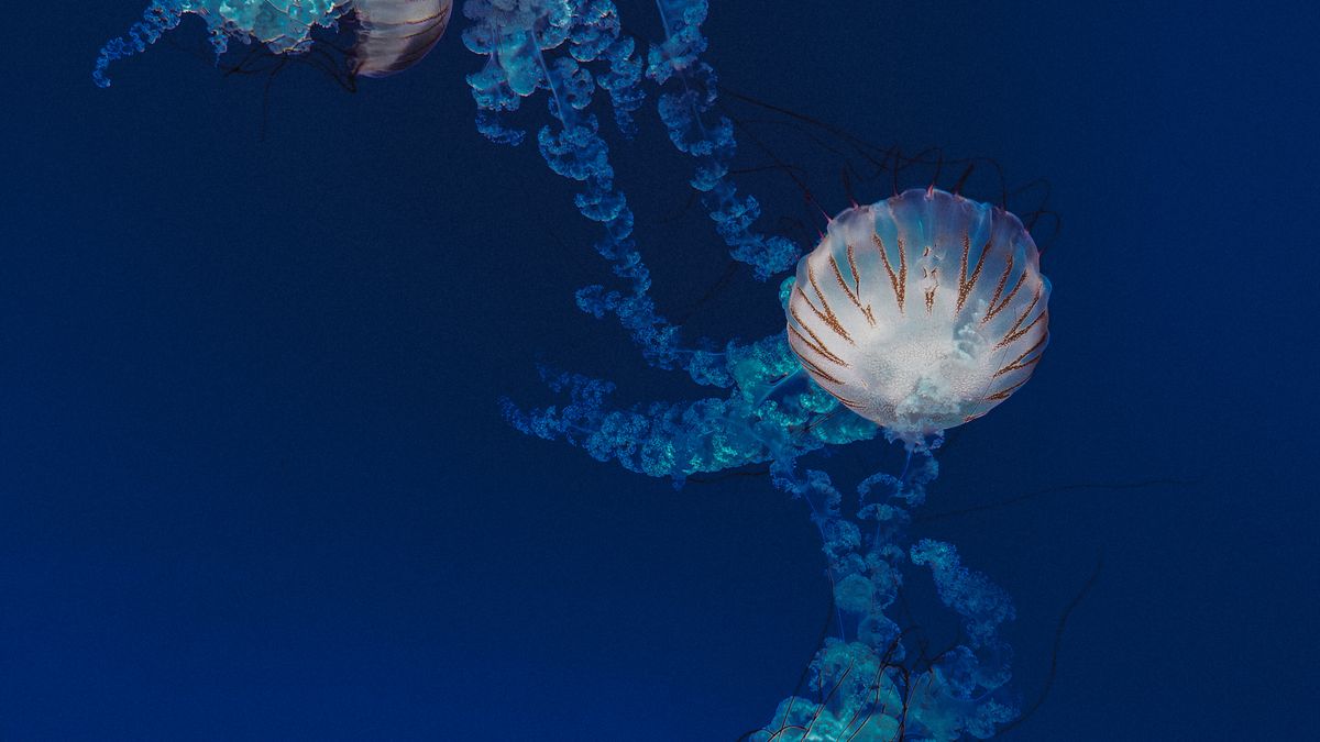Sea nettle jellyfish floating in blue water