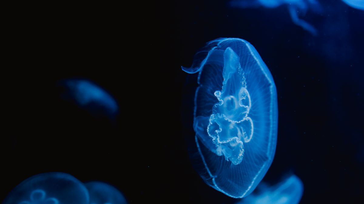 Translucent moon jellyfish swimming underwater