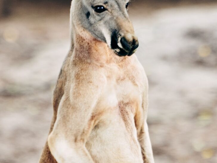 315 Kangaroo Puns That Jump Straight to the Punchline