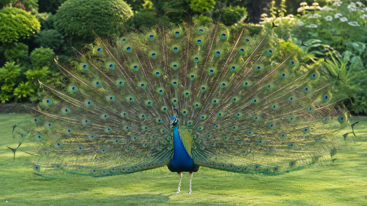 Adult male peacock displaying its full iridescent train