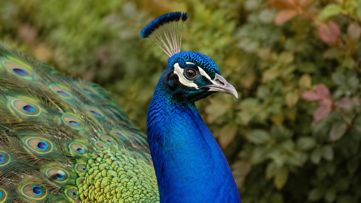 Close portrait of an adult male peacock with iridescent blue plumage
