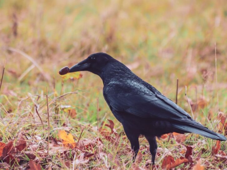 315 Raven Puns to Quote Evermore