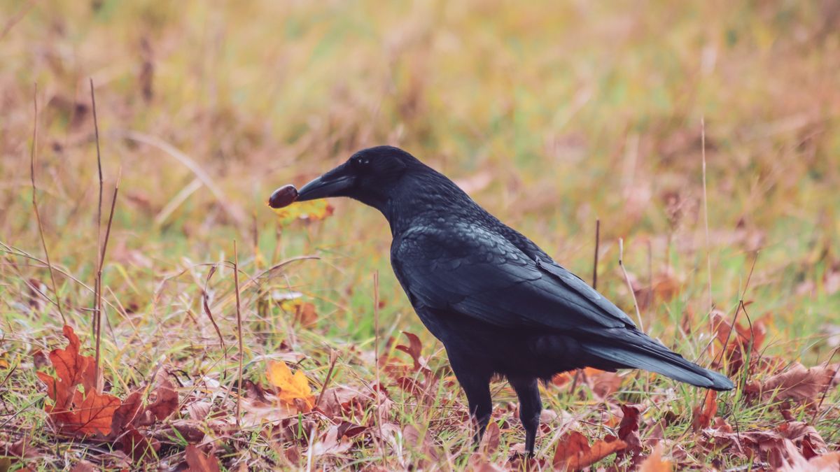 Common raven standing in autumn grass