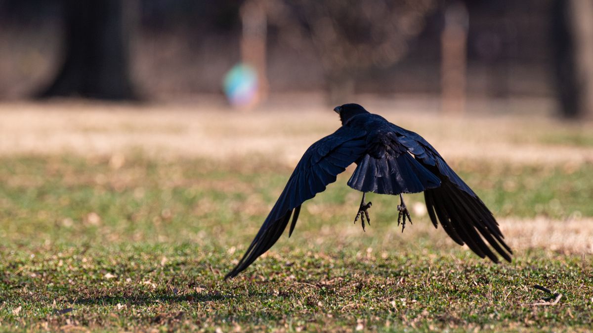 Raven flying low above a grassy field