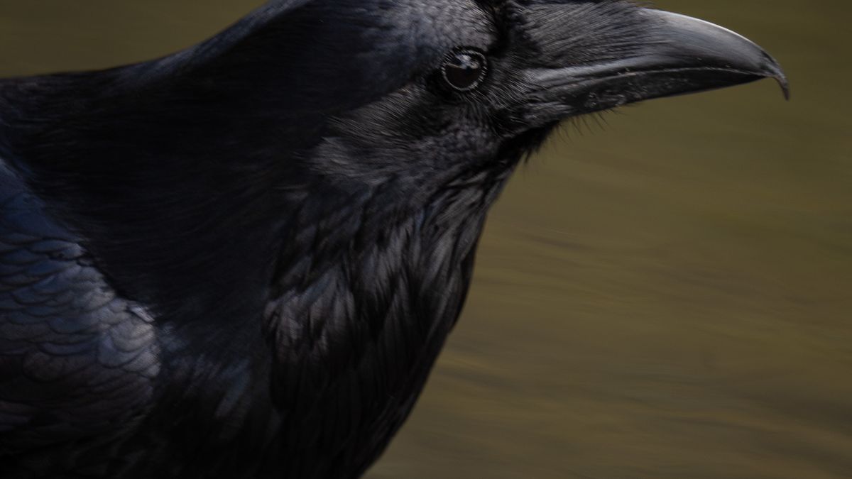 Close portrait of a raven in nature