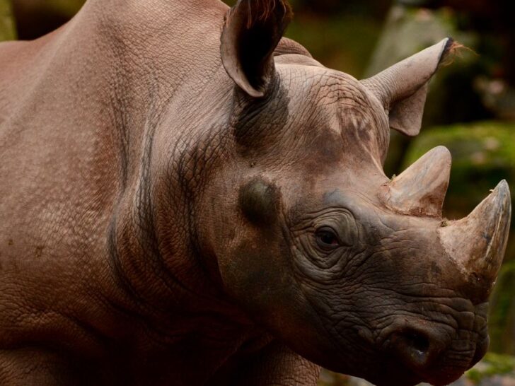 315 Rhinoceros Puns With Plenty of Horn-iginal Humor