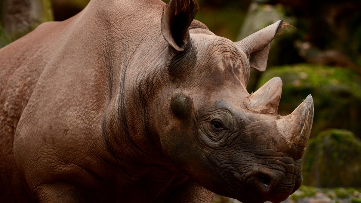 Close-up portrait of a rhinoceros