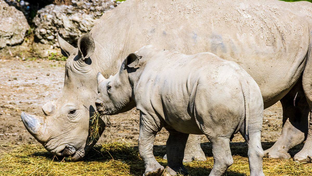 Mother rhinoceros walking with her calf