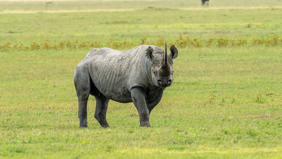 Rhinoceros standing in a savanna meadow