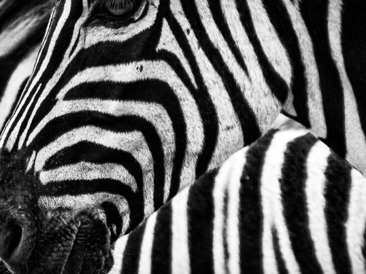 315 Zebra Puns That Earn Their Stripes