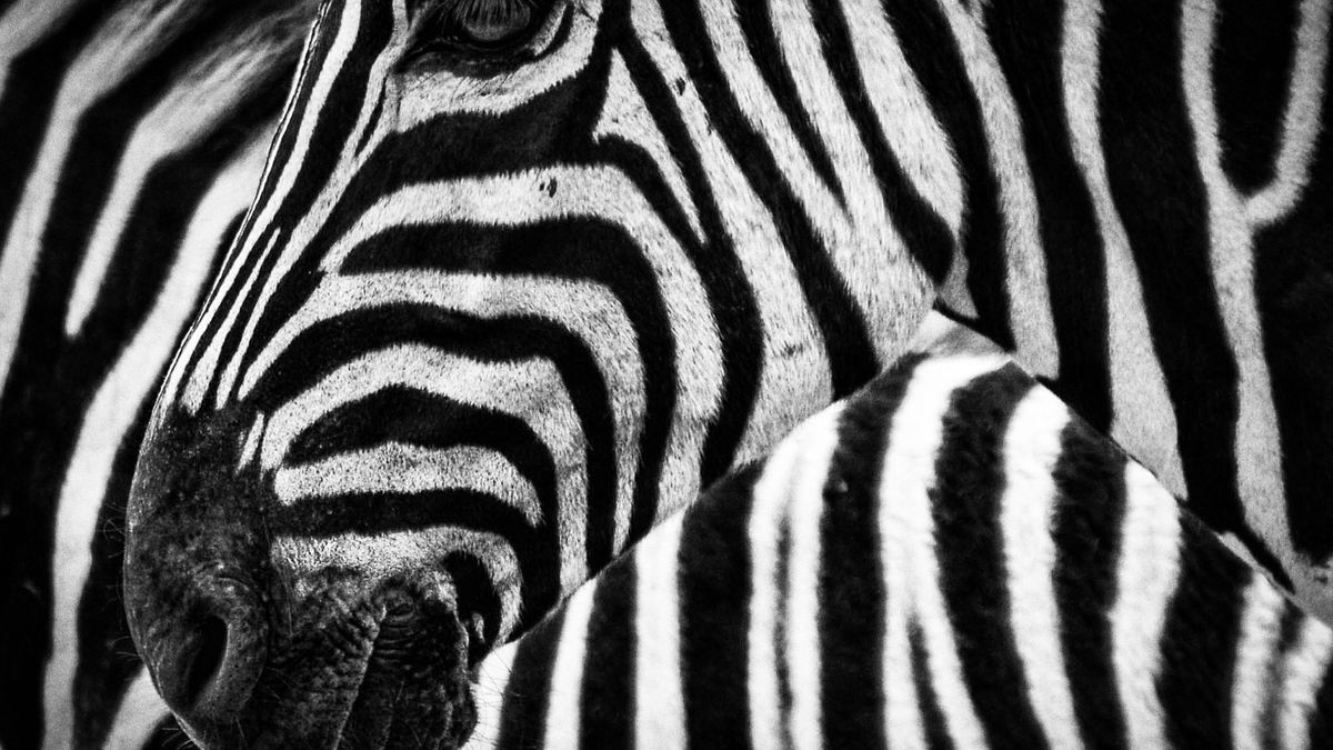 Close-up of zebra stripes
