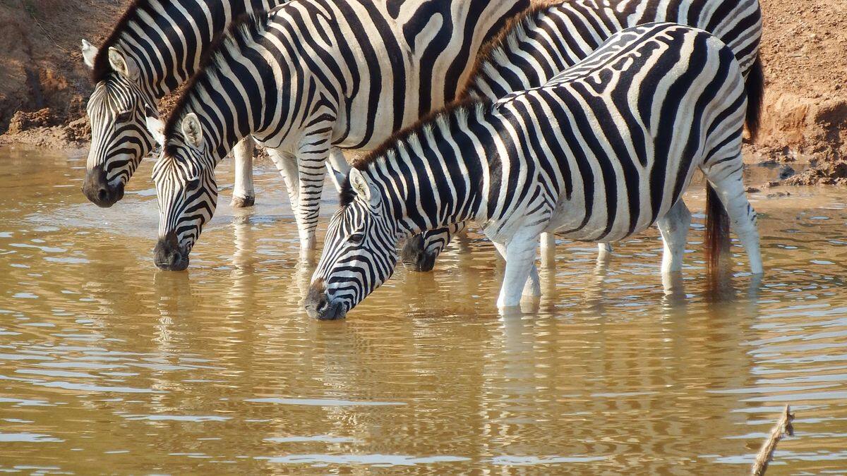 Zebras drinking at a waterhole
