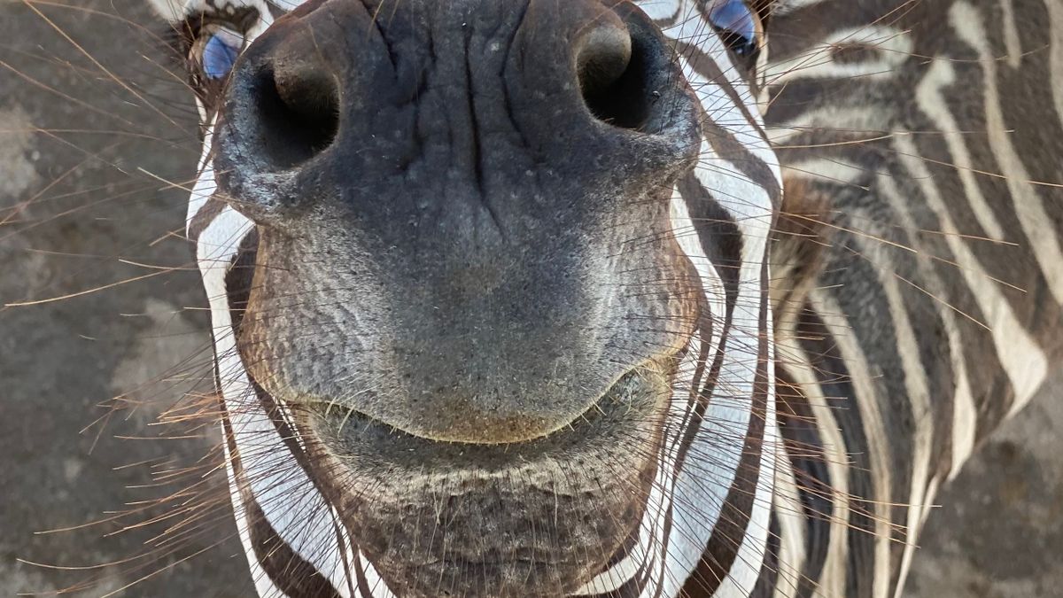 Playful zebra posing for a close-up